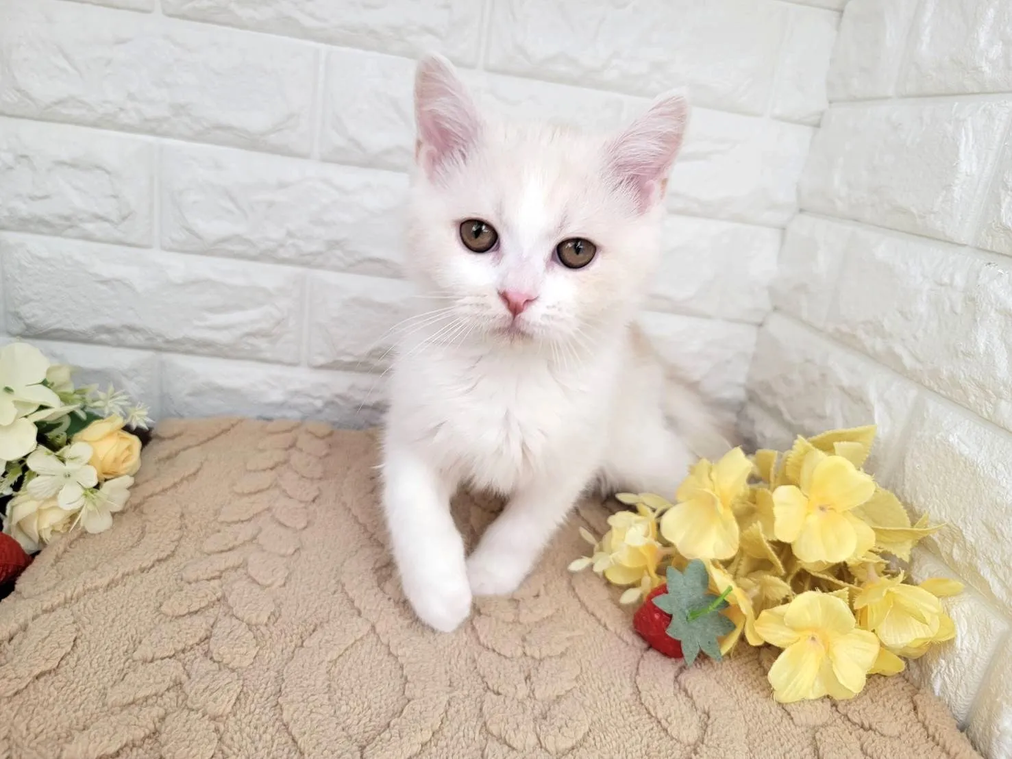 売約済★ミヌエット（足長）★オス★ No.3059