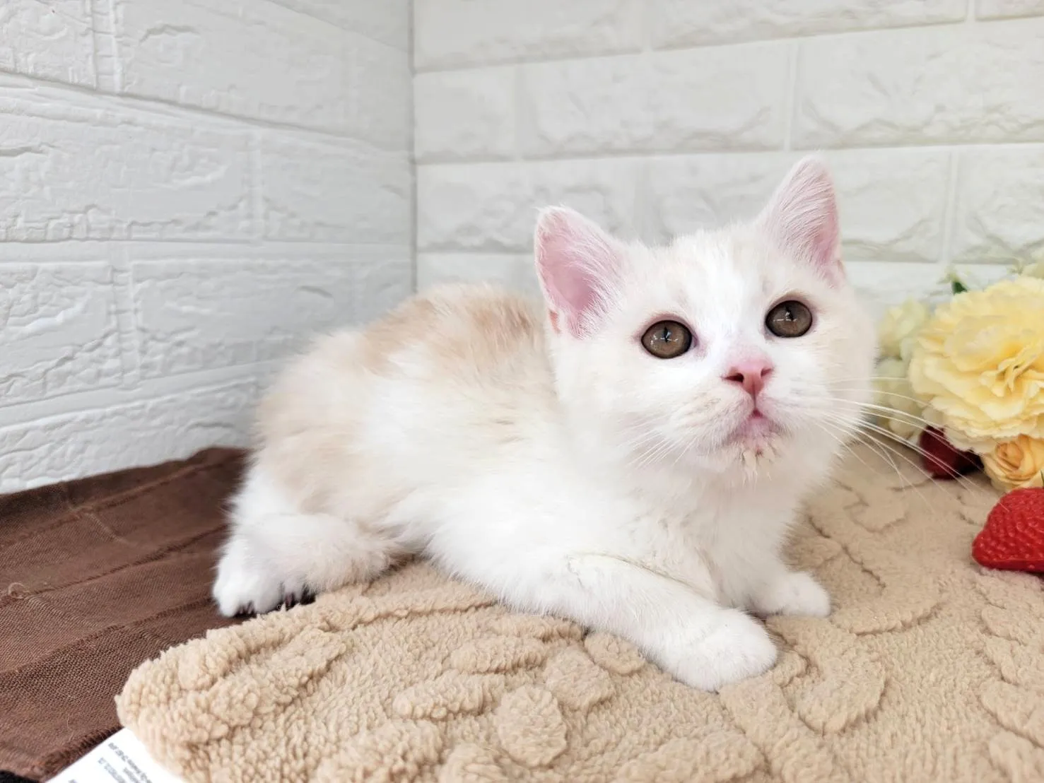 売約済★ミヌエット（足長）★オス★ No.3059