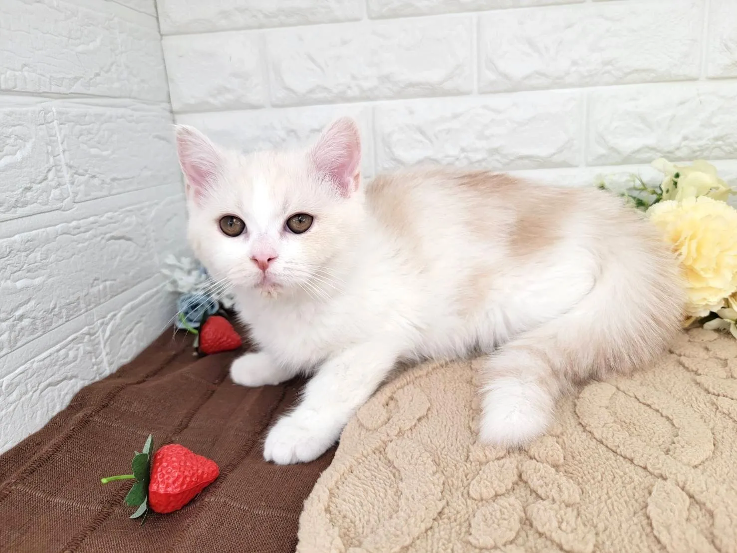 売約済★ミヌエット（足長）★オス★ No.3059