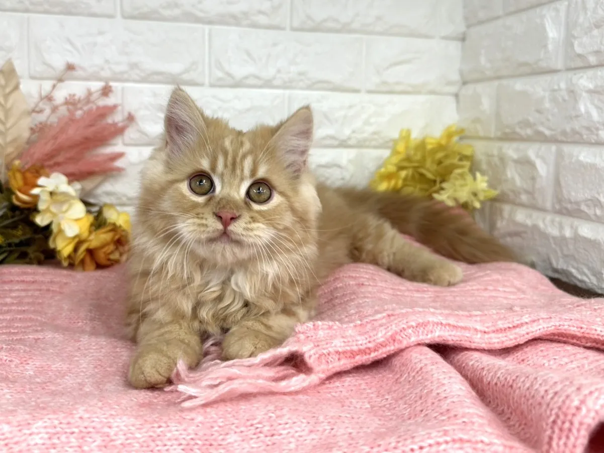 ★ミヌエット（足長）★オス★ No.3058