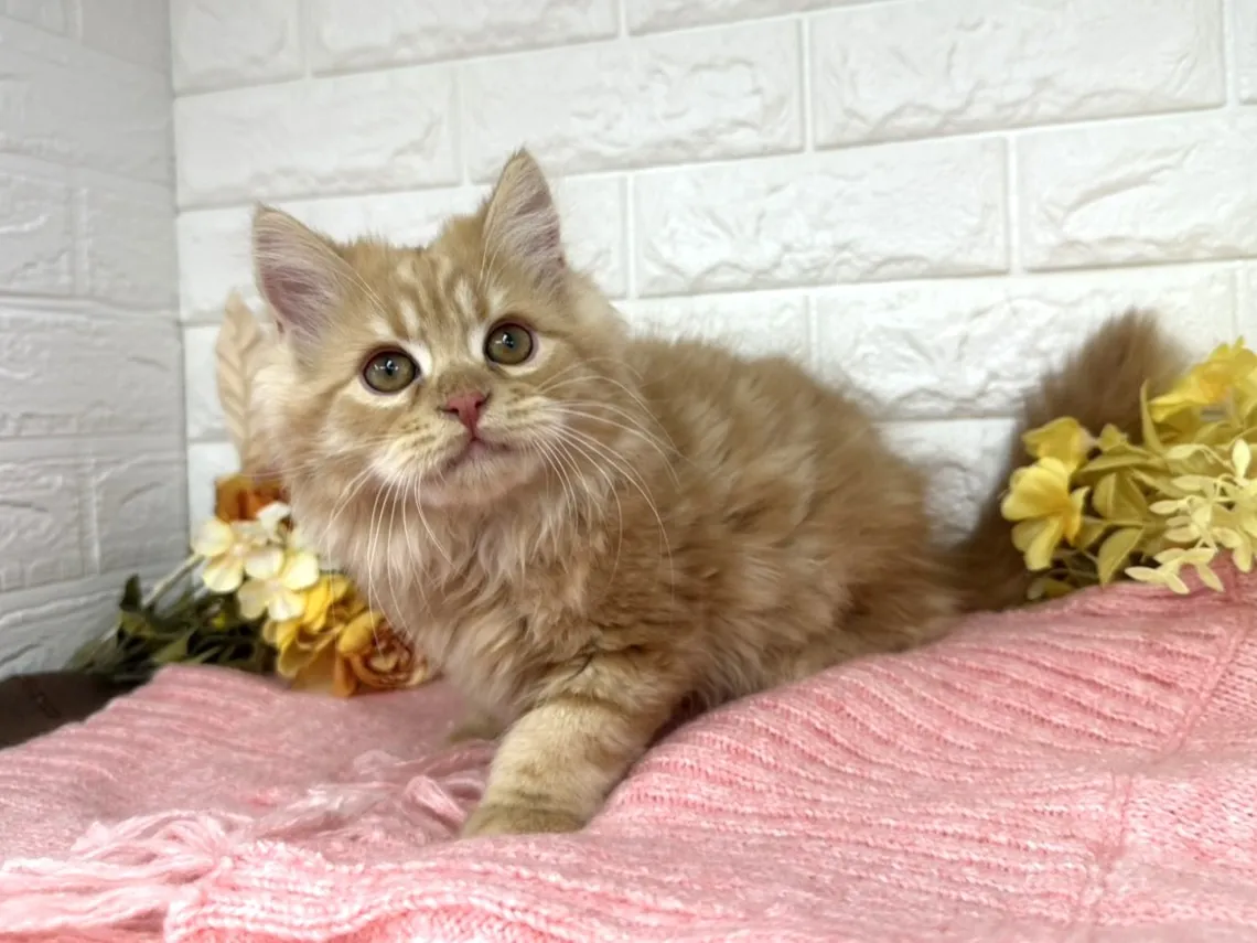 売約済★ミヌエット（足長）★オス★ No.3058