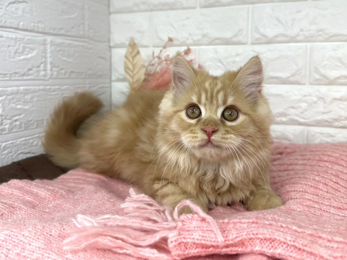 売約済★ミヌエット（足長）★オス★ No.3058