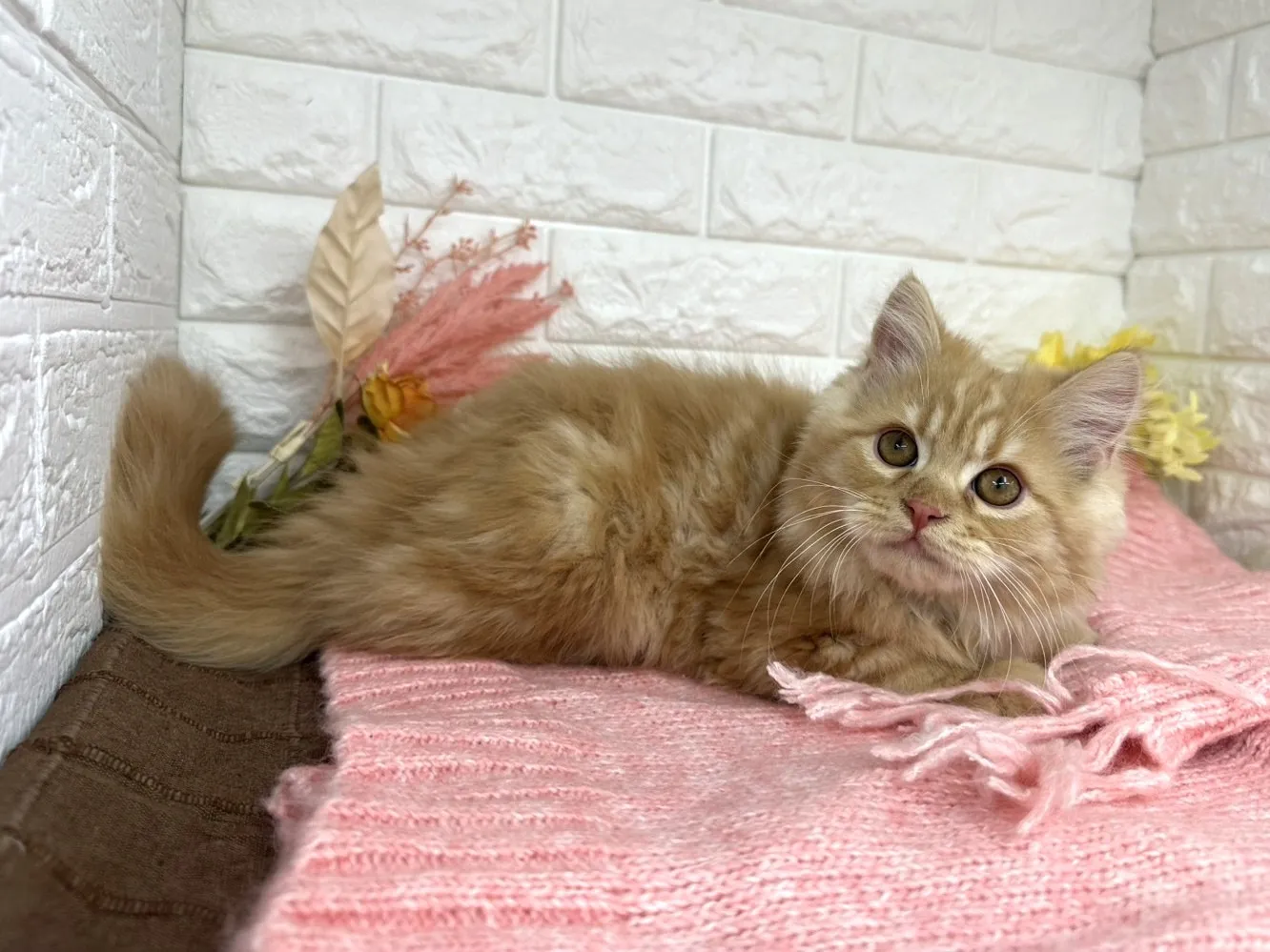 売約済★ミヌエット（足長）★オス★ No.3058