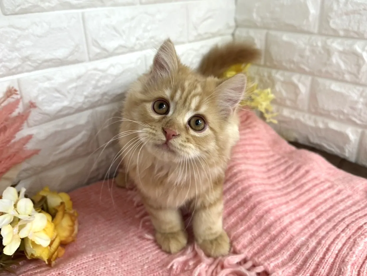 売約済★ミヌエット（足長）★オス★ No.3058