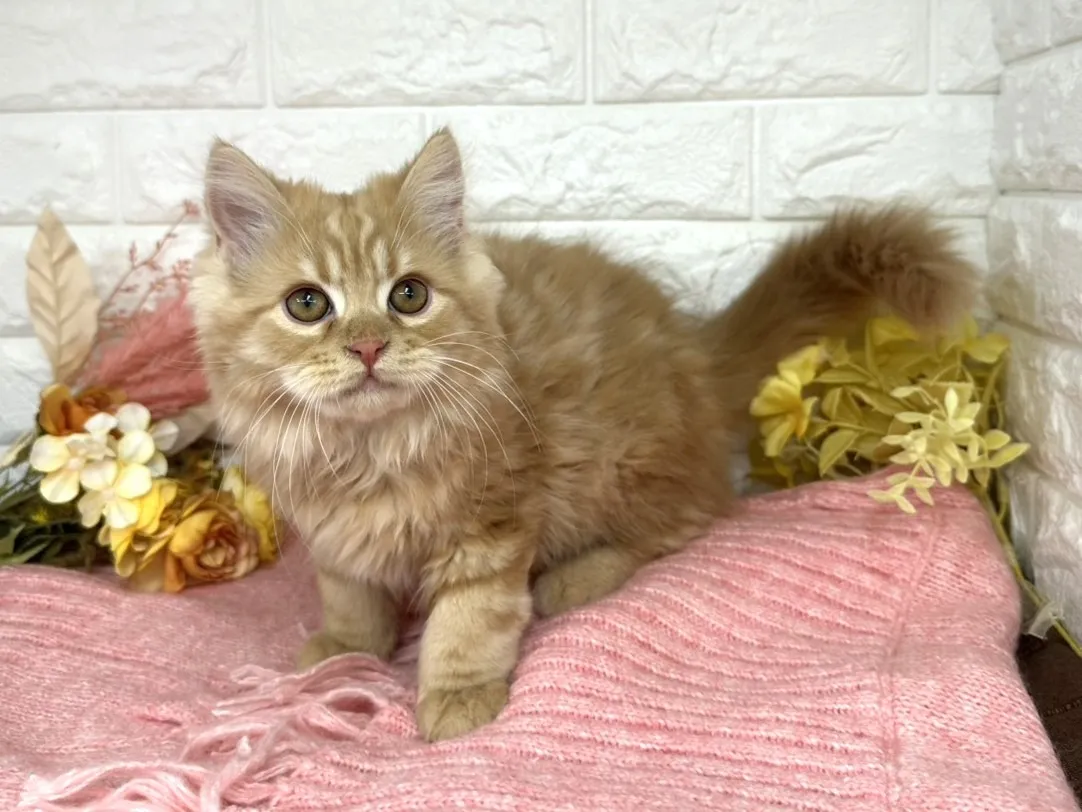 売約済★ミヌエット（足長）★オス★ No.3058