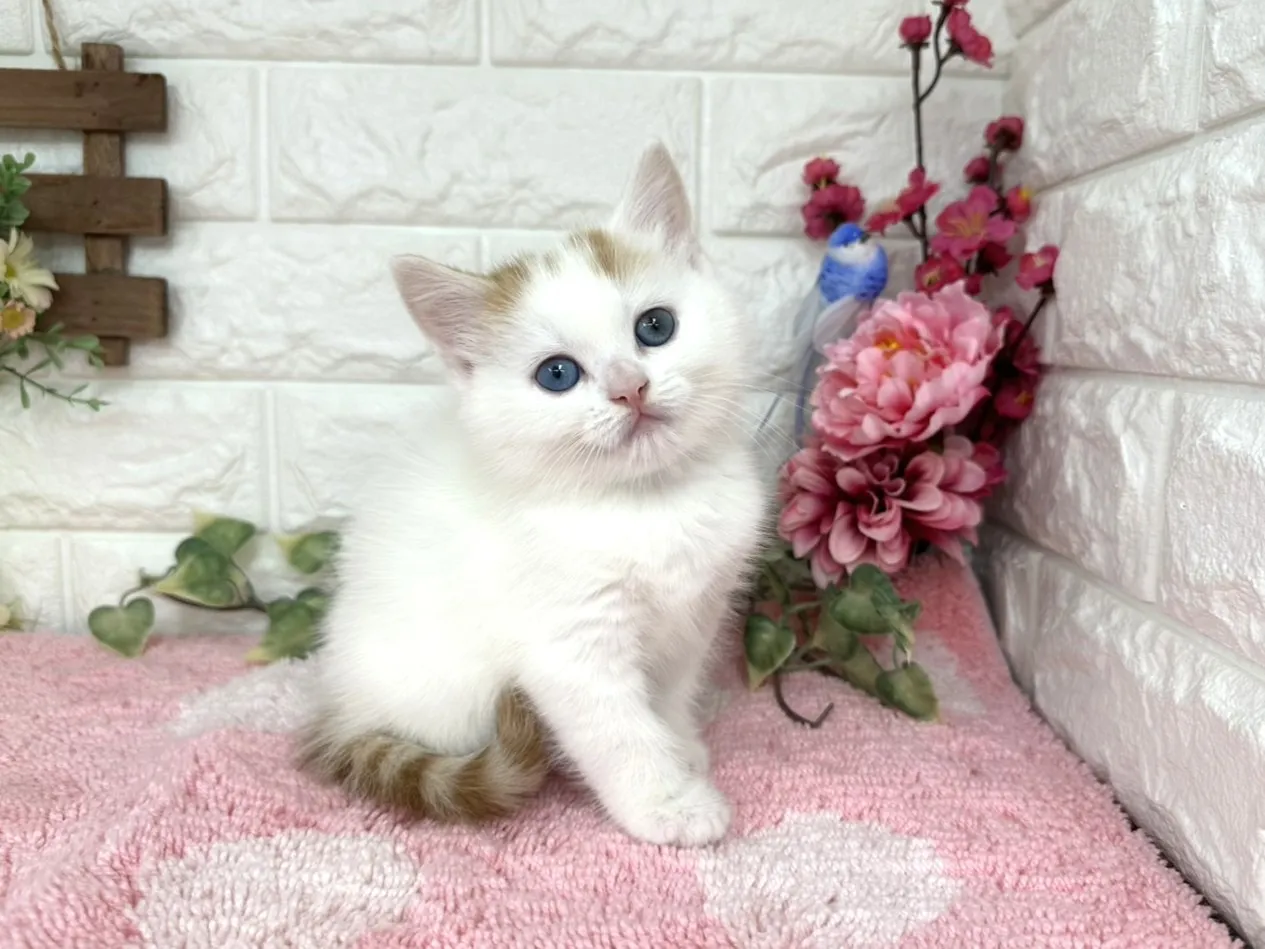 売約済★マンチカン（足長）★オス★ No.3073