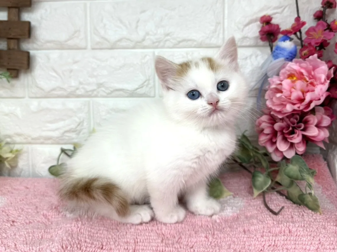 売約済★マンチカン（足長）★オス★ No.3073