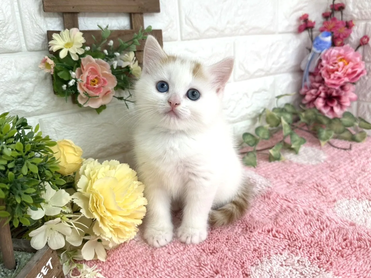 売約済★マンチカン（足長）★オス★ No.3073