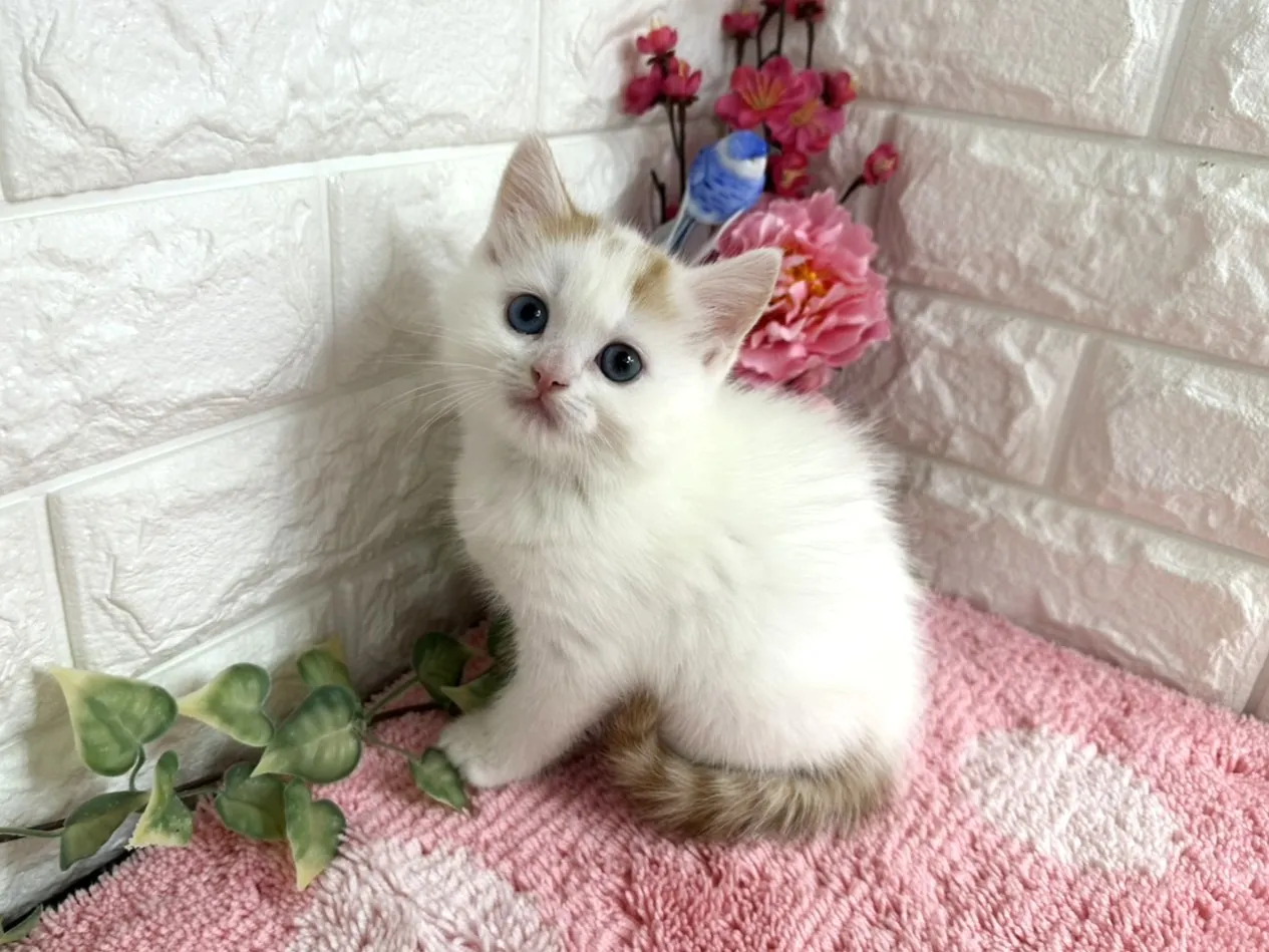 売約済★マンチカン（足長）★オス★ No.3073