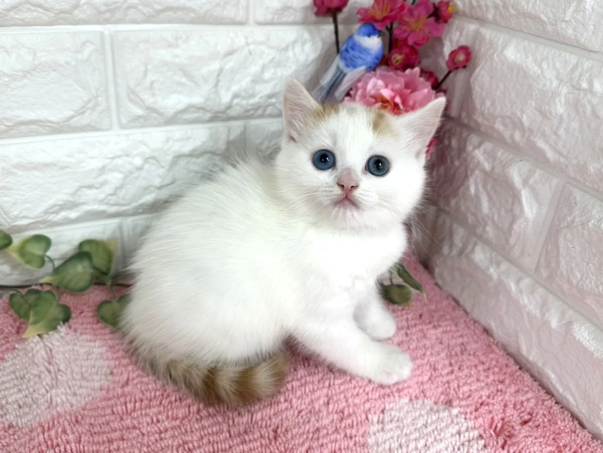 売約済★マンチカン（足長）★オス★ No.3073