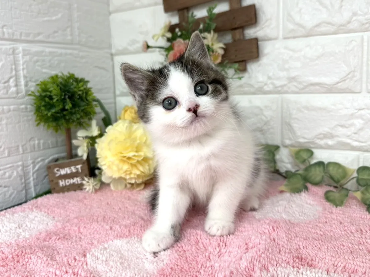 ★マンチカン（足長）★メス★ No.3072