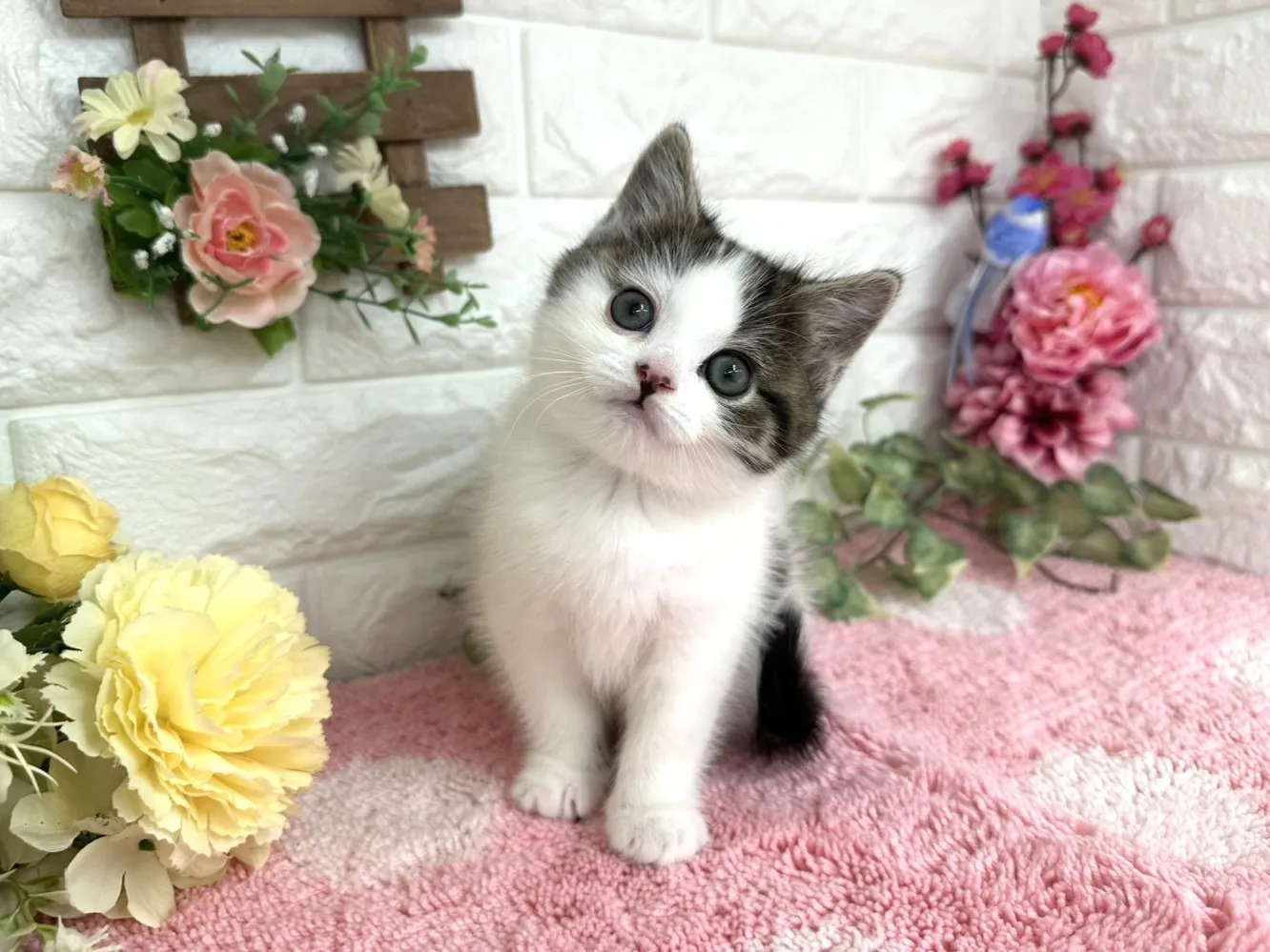 ★マンチカン（足長）★メス★ No.3072