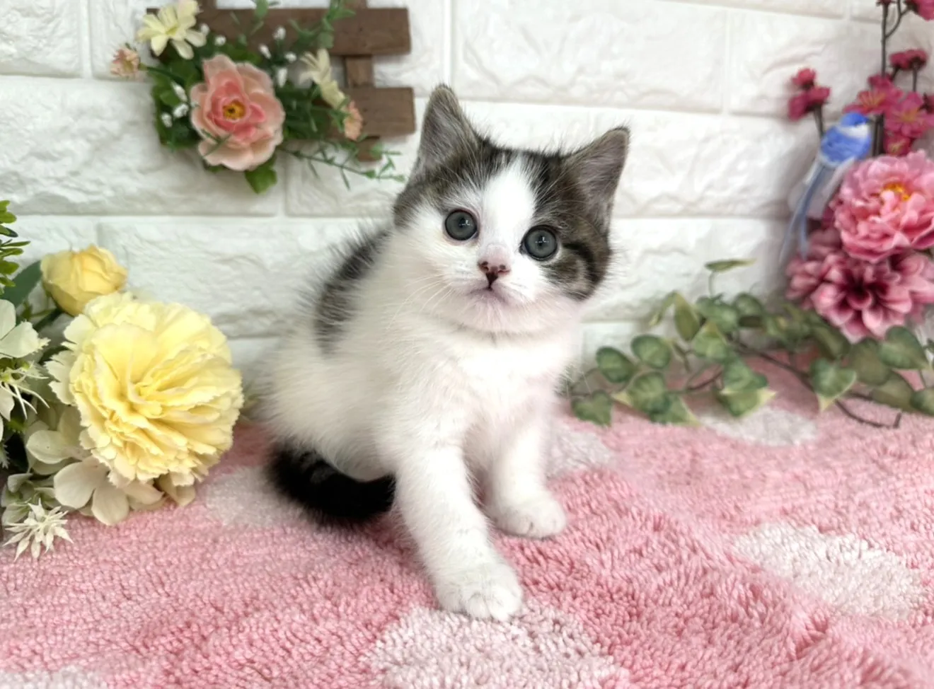 ★マンチカン（足長）★メス★ No.3072