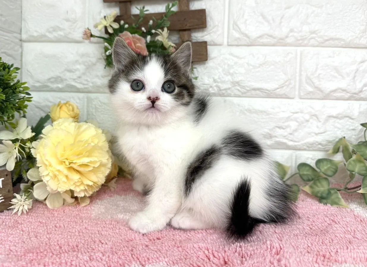 ★マンチカン（足長）★メス★ No.3072