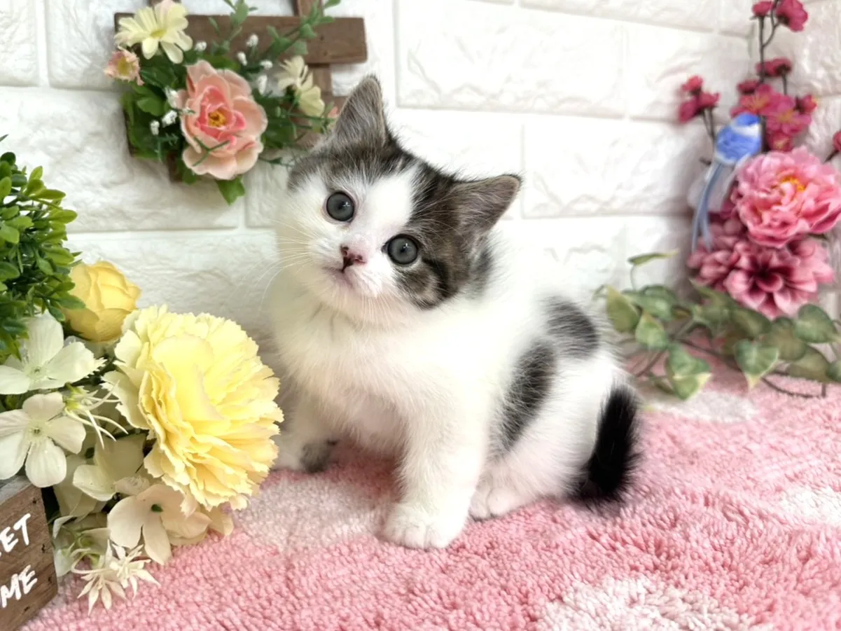 ★マンチカン（足長）★メス★ No.3072