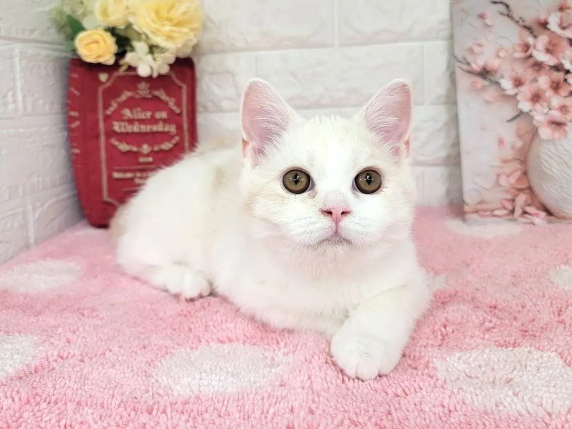 売約済★ミヌエット（足長）★オス★ No.3066