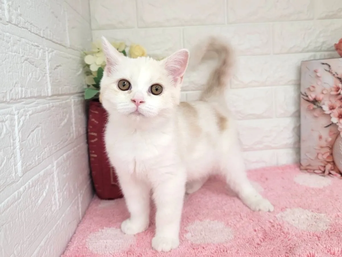 売約済★ミヌエット（足長）★オス★ No.3066