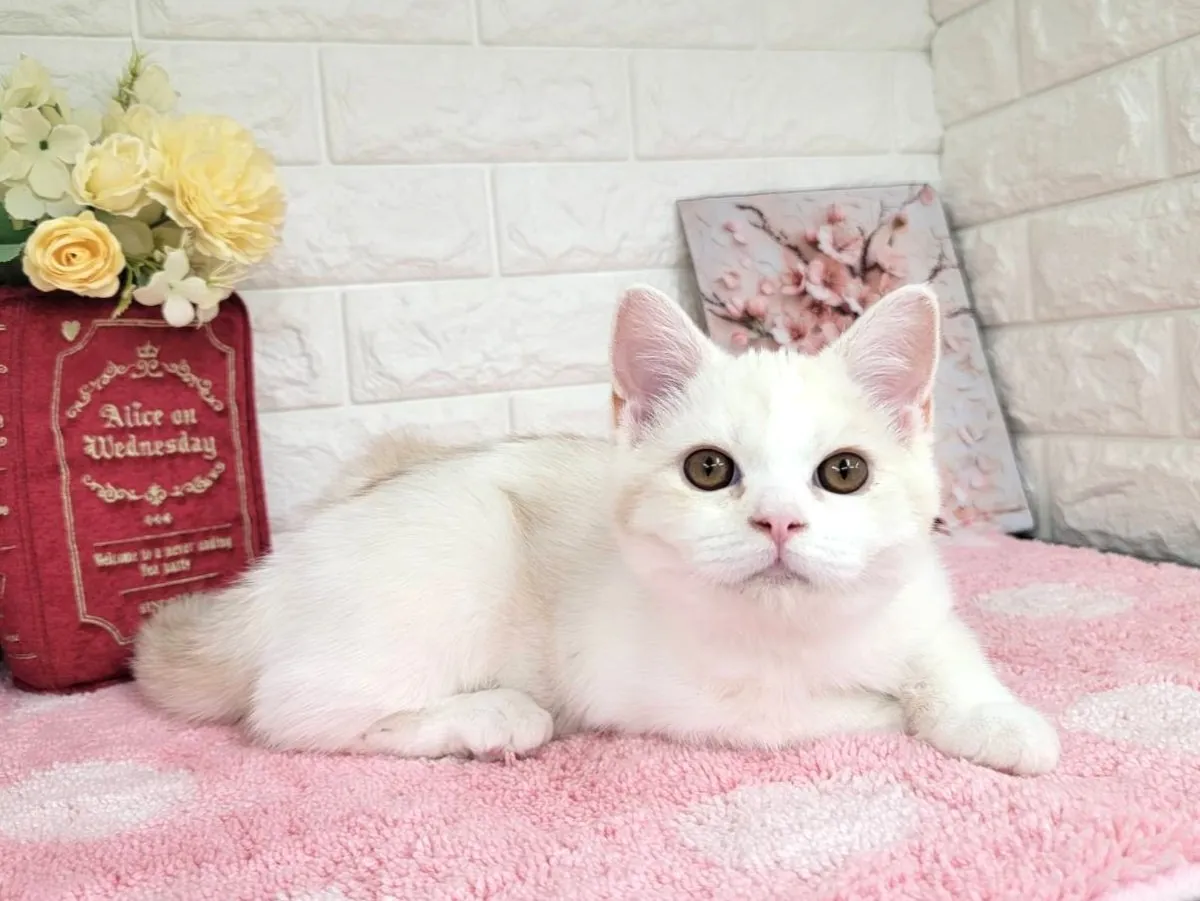 ★ミヌエット（足長）★オス★ No.3066