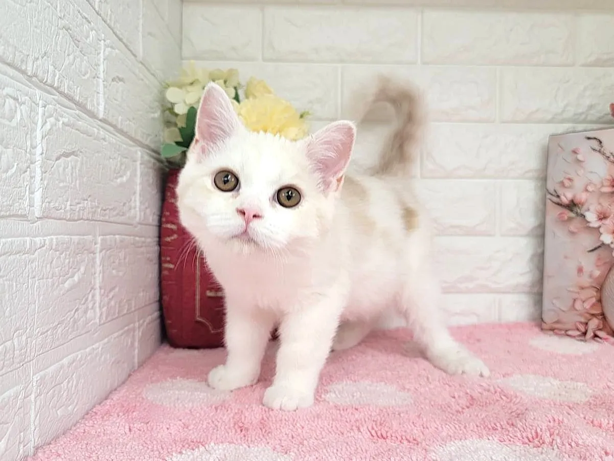 売約済★ミヌエット（足長）★オス★ No.3066