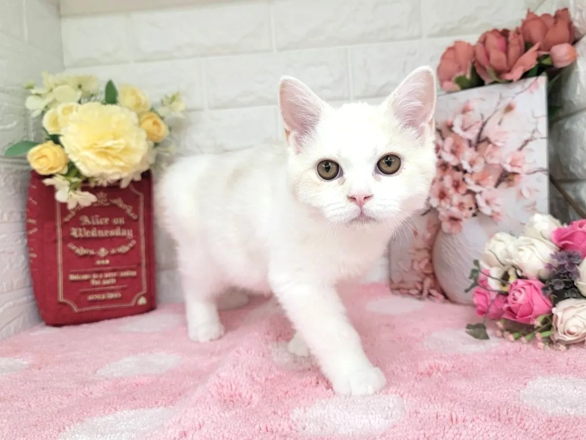 売約済★ミヌエット（足長）★オス★ No.3066