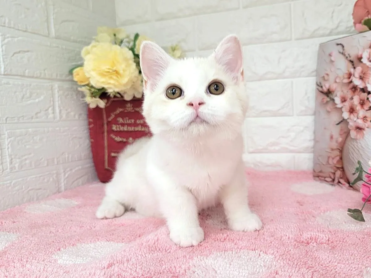 売約済★ミヌエット（足長）★オス★ No.3066