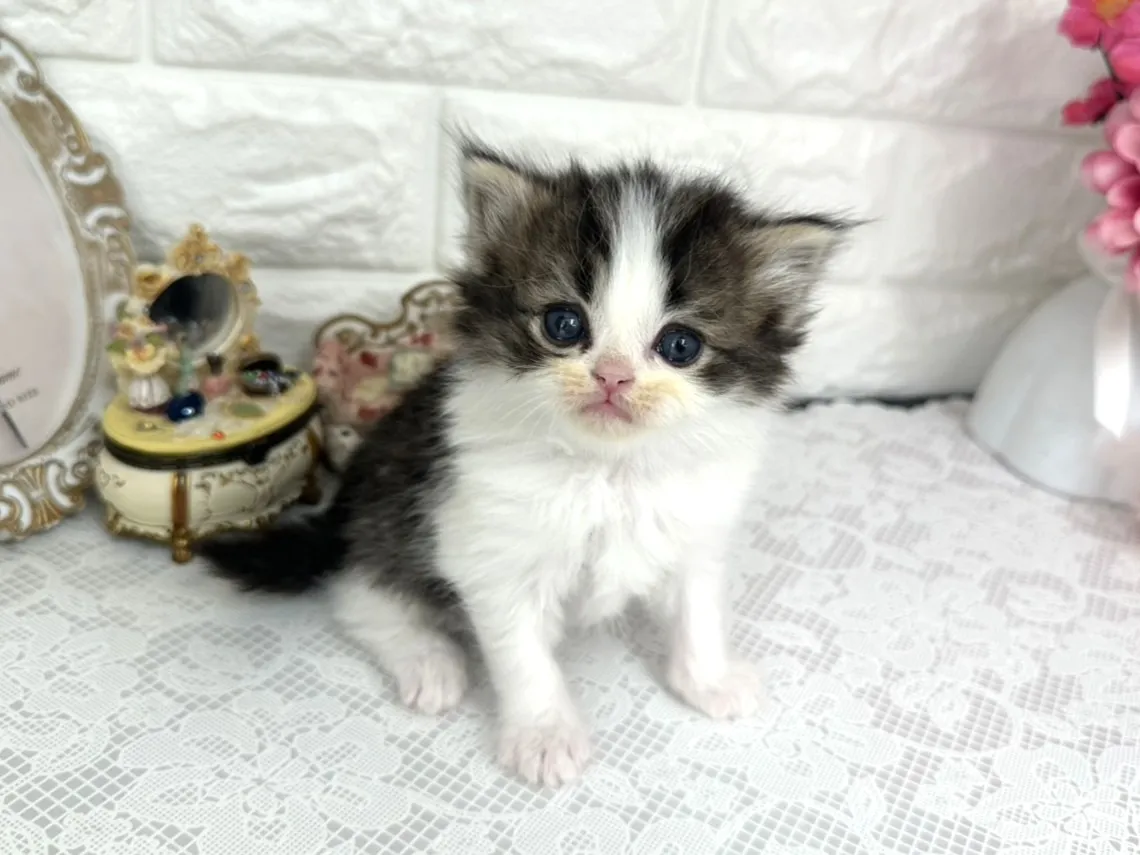 ★ミヌエット（足長）★オス★ No.3074