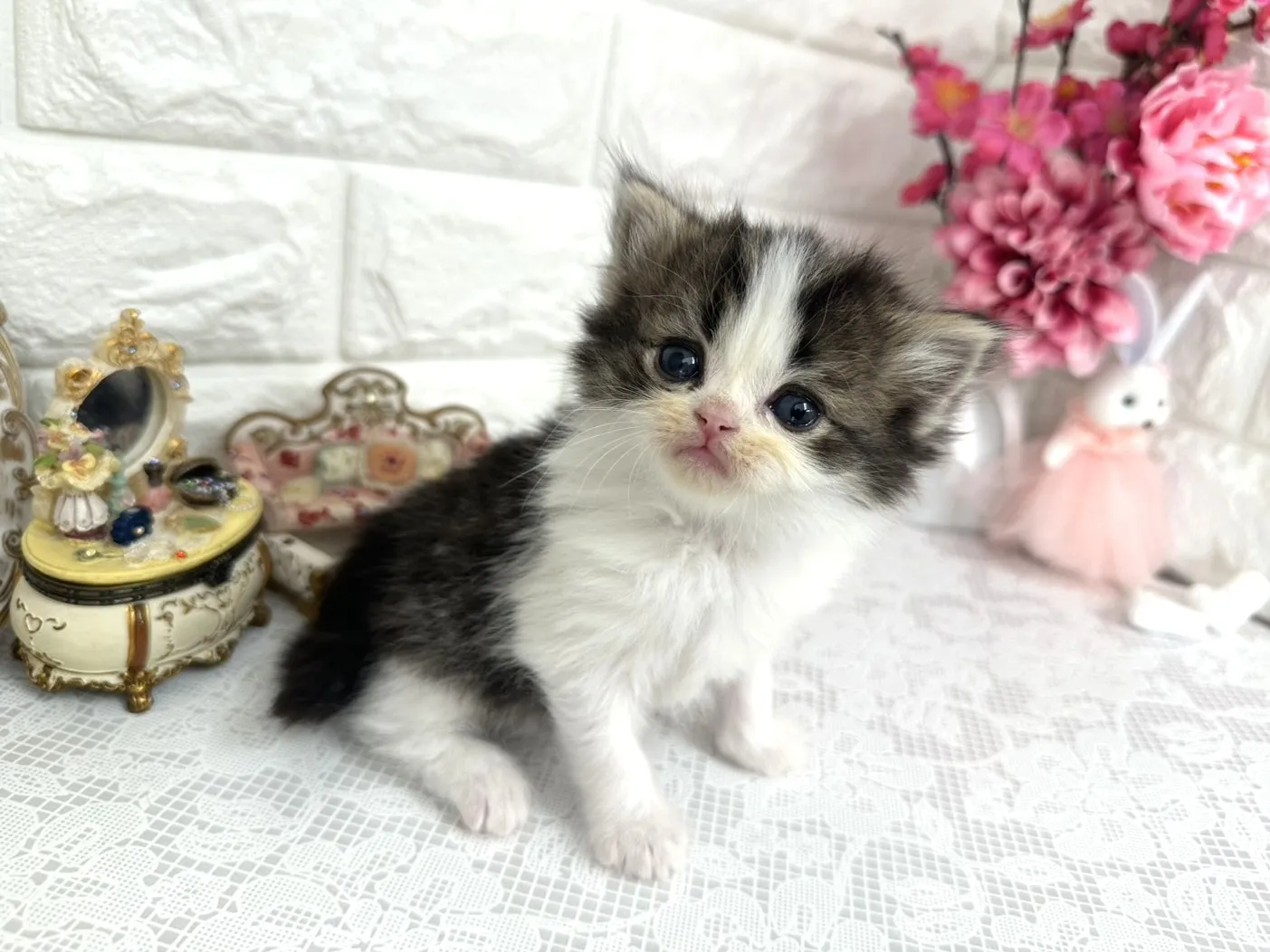 ★ミヌエット（足長）★オス★ No.3074