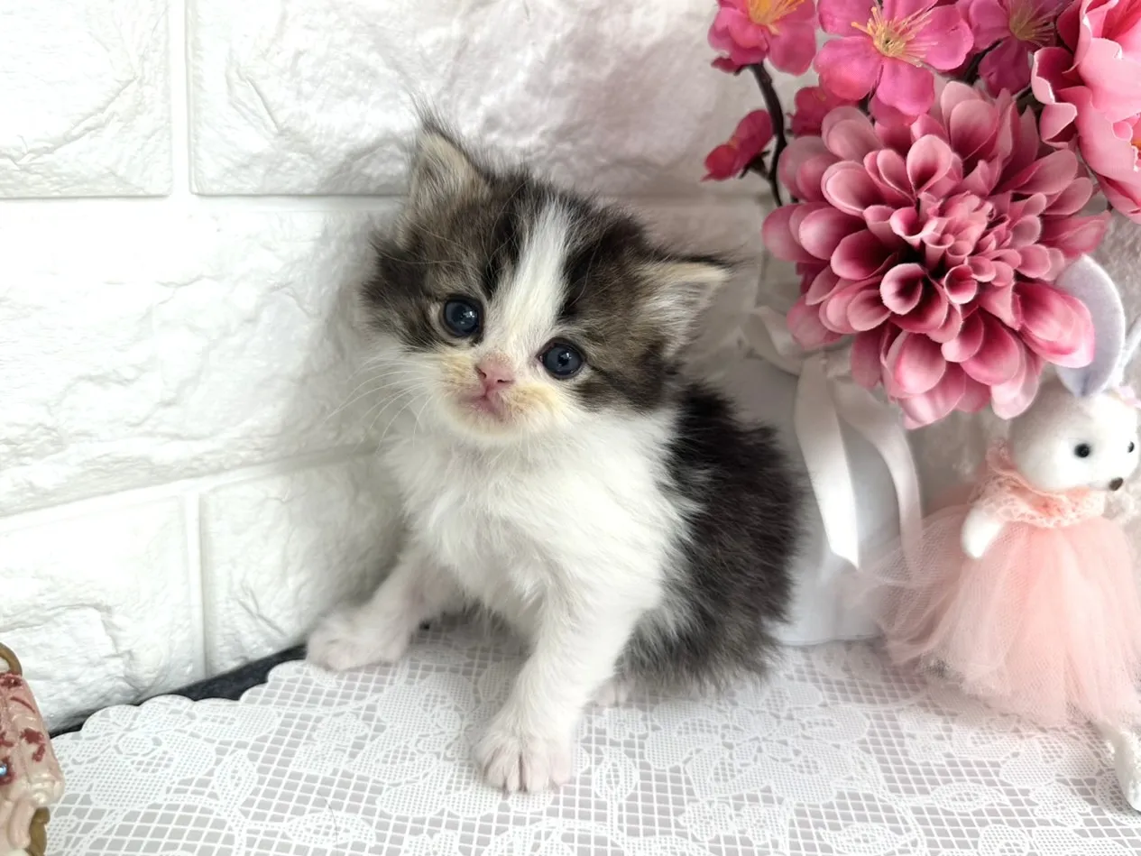 ★ミヌエット（足長）★オス★ No.3074