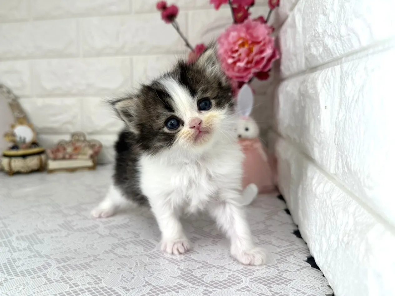 ★ミヌエット（足長）★オス★ No.3074