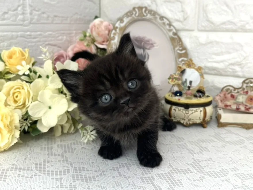 ★ミヌエット（足長）★オス★ No.3076