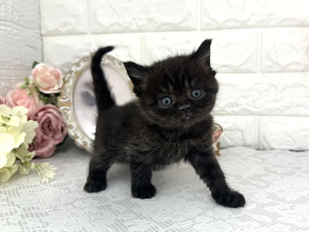 ★ミヌエット（足長）★オス★ No.3076