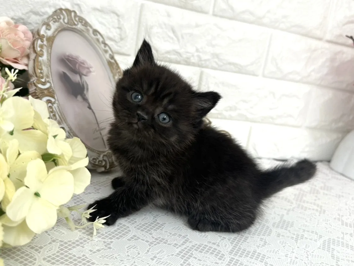 ★ミヌエット（足長）★オス★ No.3076