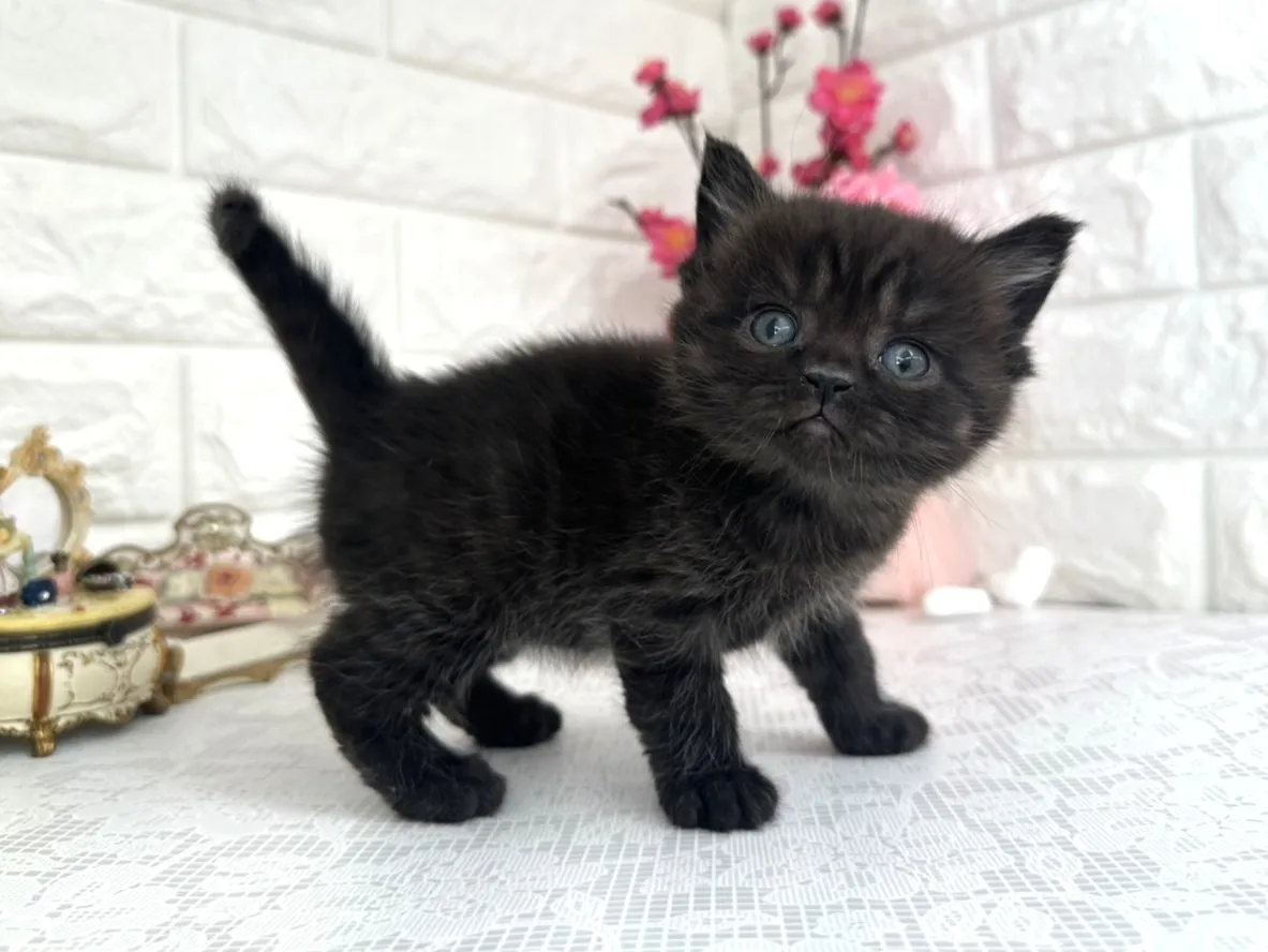 ★ミヌエット（足長）★オス★ No.3076