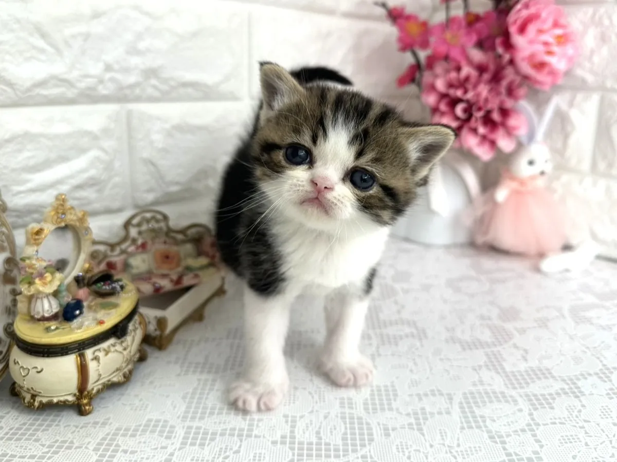 ★ミヌエット（足長）★オス★ No.3075