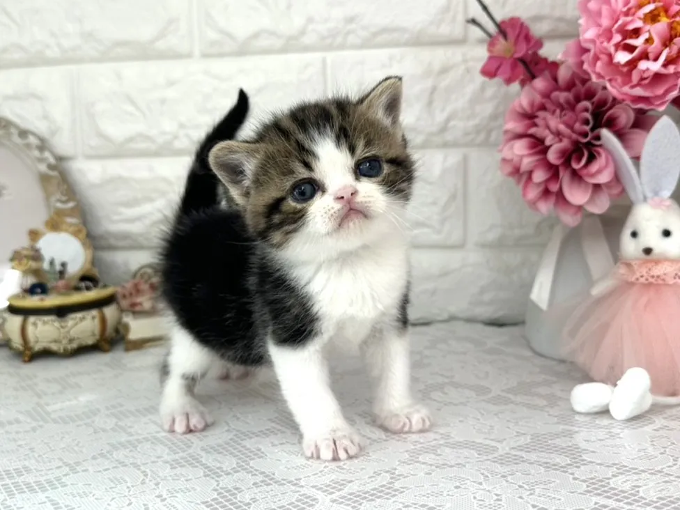 ★ミヌエット（足長）★オス★ No.3075