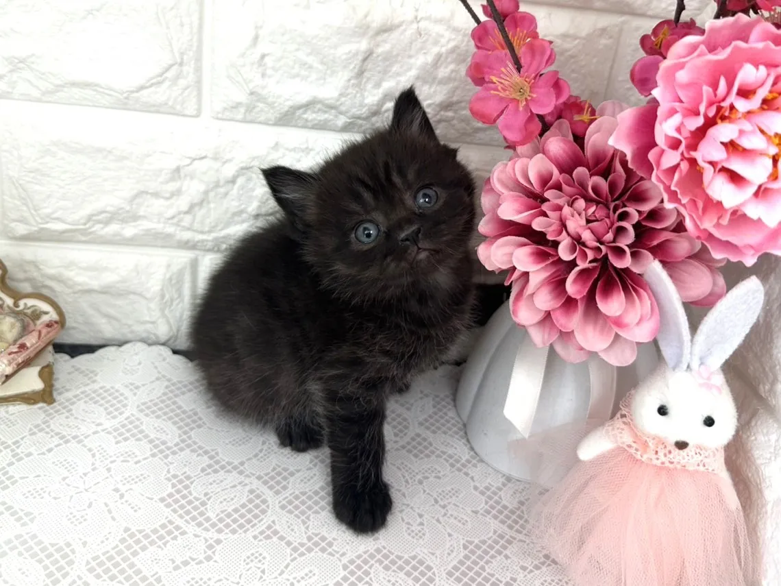 ★ミヌエット（足長）★オス★ No.3076