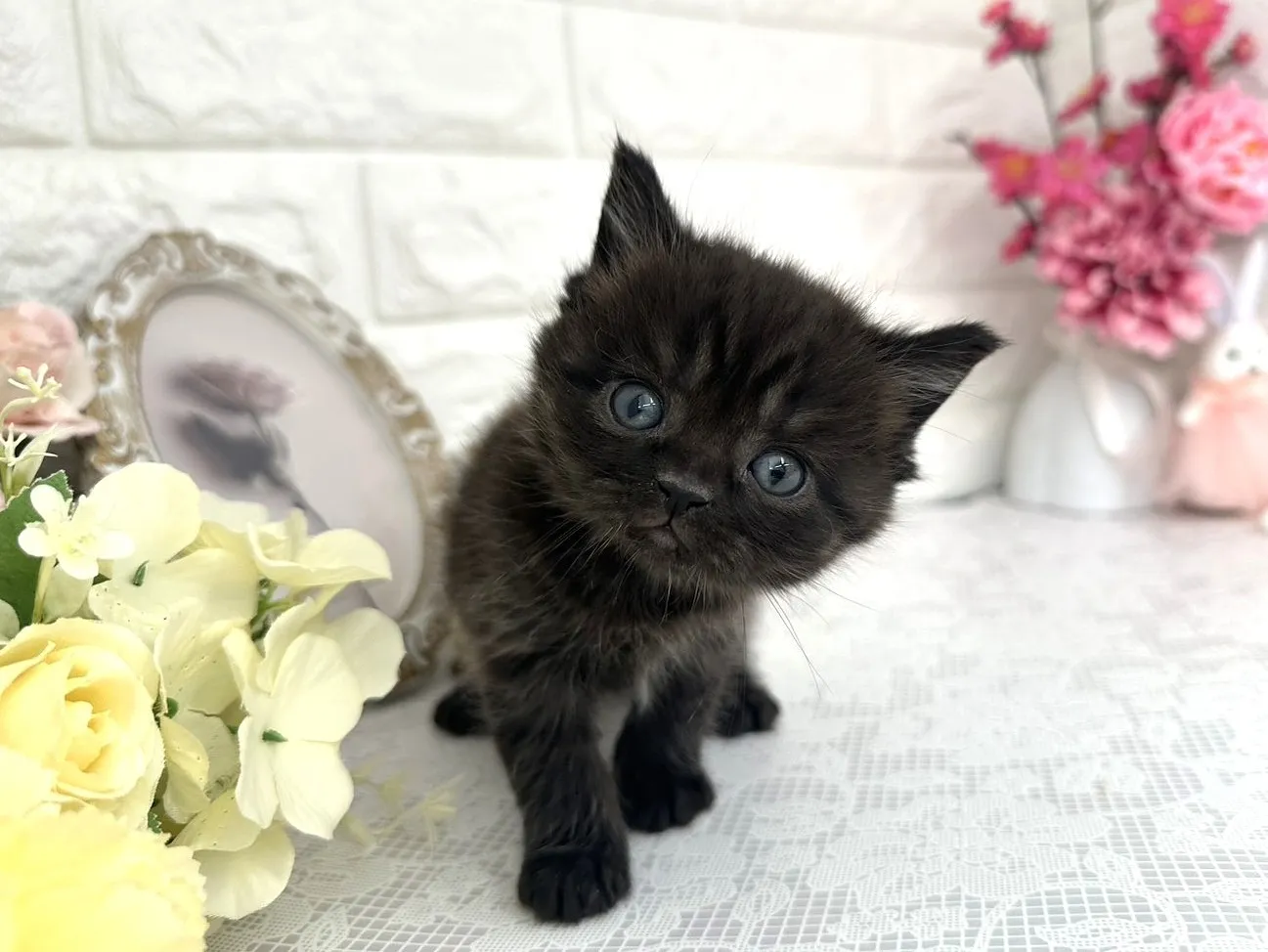 ★ミヌエット（足長）★オス★ No.3076