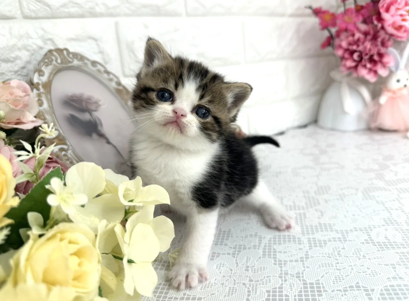 ★ミヌエット（足長）★オス★ No.3075