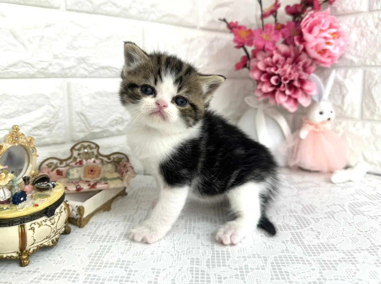 ★ミヌエット（足長）★オス★ No.3075