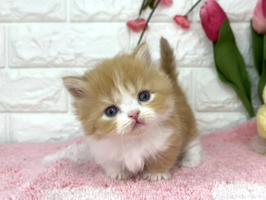 売約済★ミヌエット（短足）★オス★ No.3078