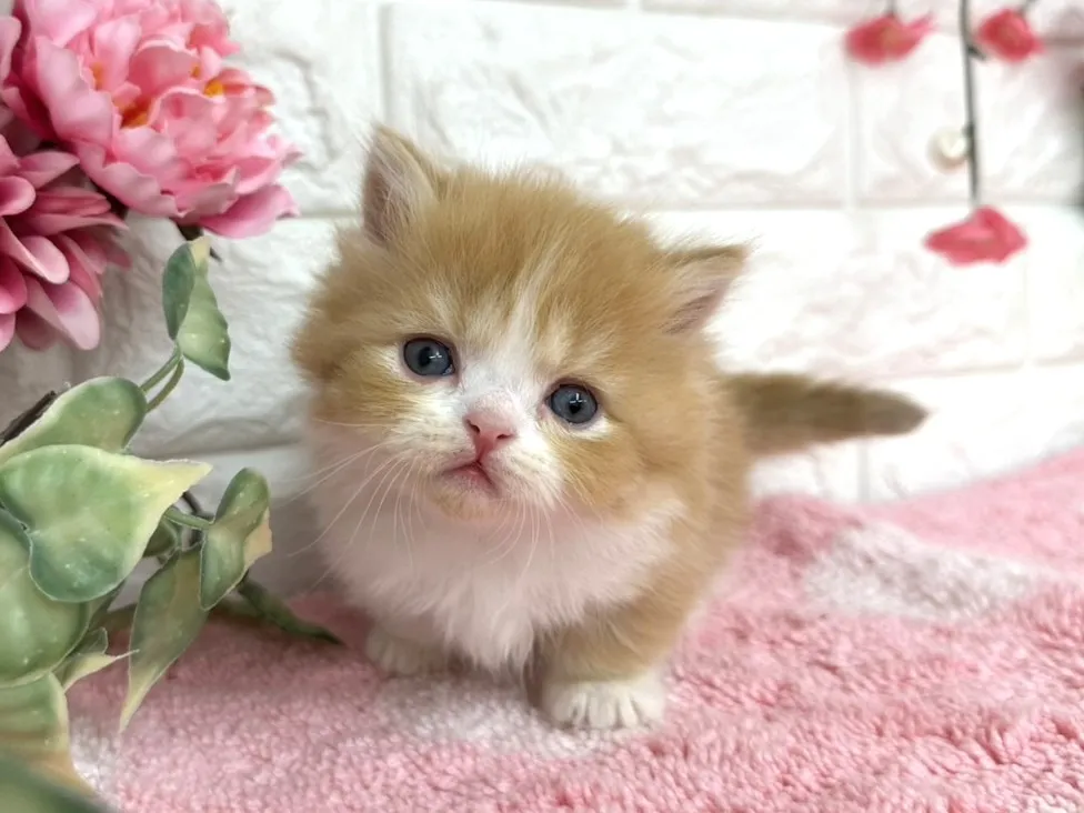 売約済★ミヌエット（短足）★オス★ No.3078