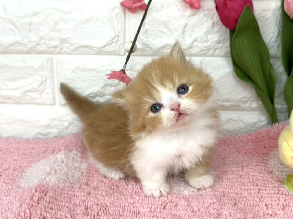 売約済★ミヌエット（短足）★オス★ No.3078