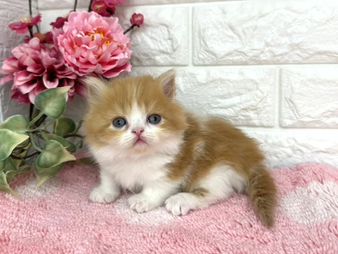 ★ミヌエット（短足）★メス★ No.3077