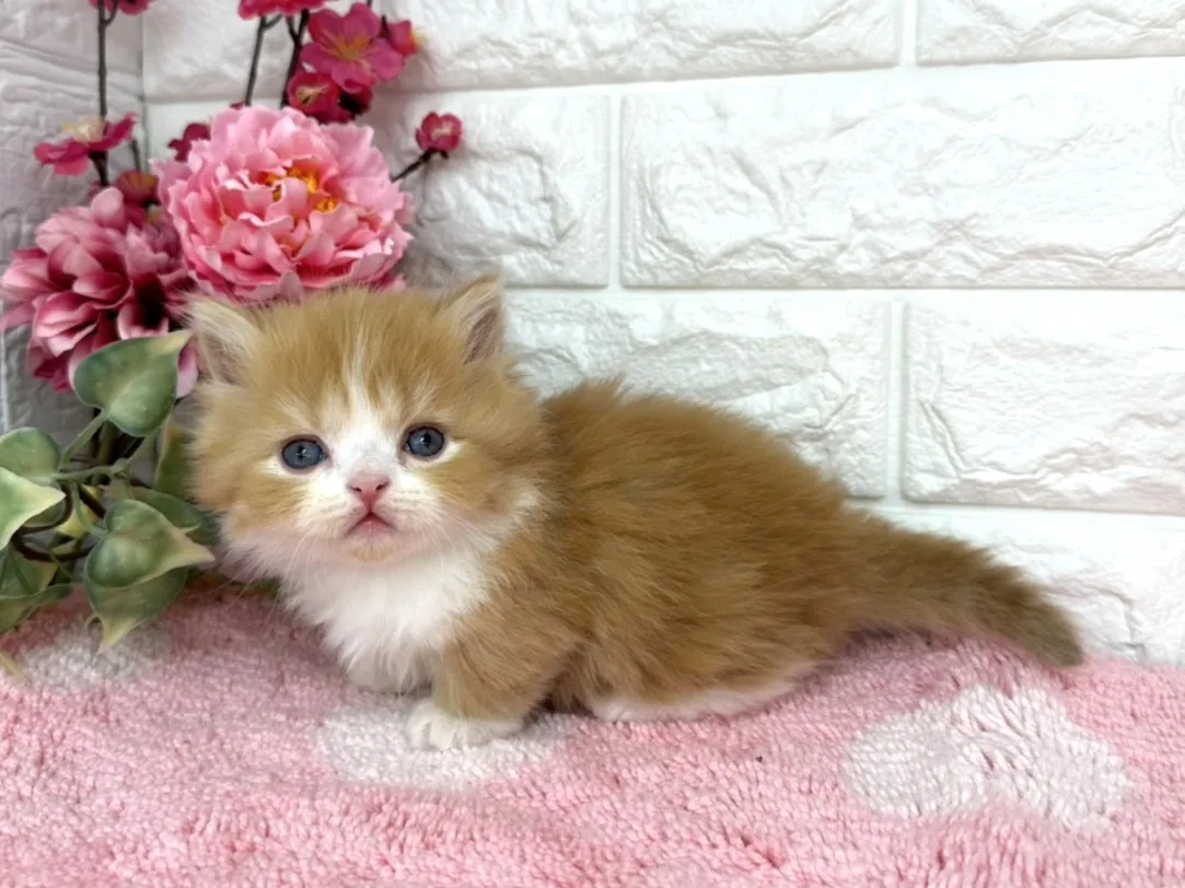 売約済★ミヌエット（短足）★オス★ No.3078