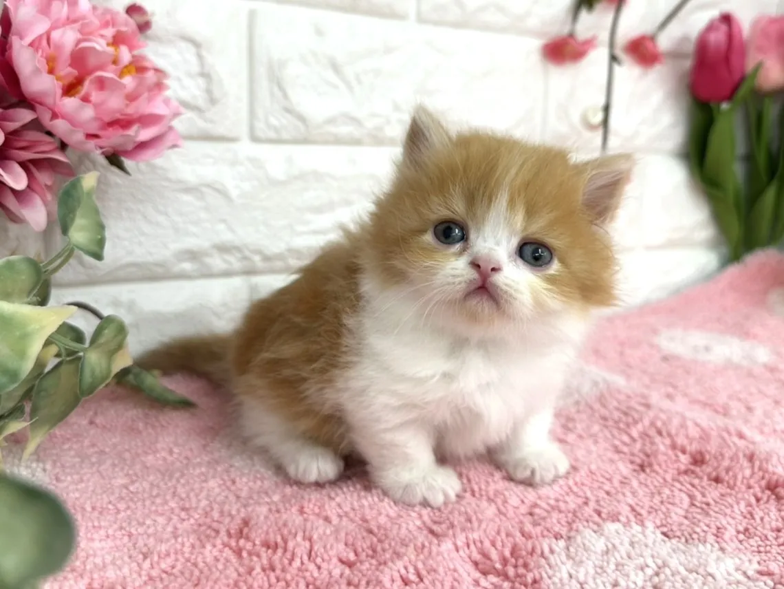 ★ミヌエット（短足）★メス★ No.3077