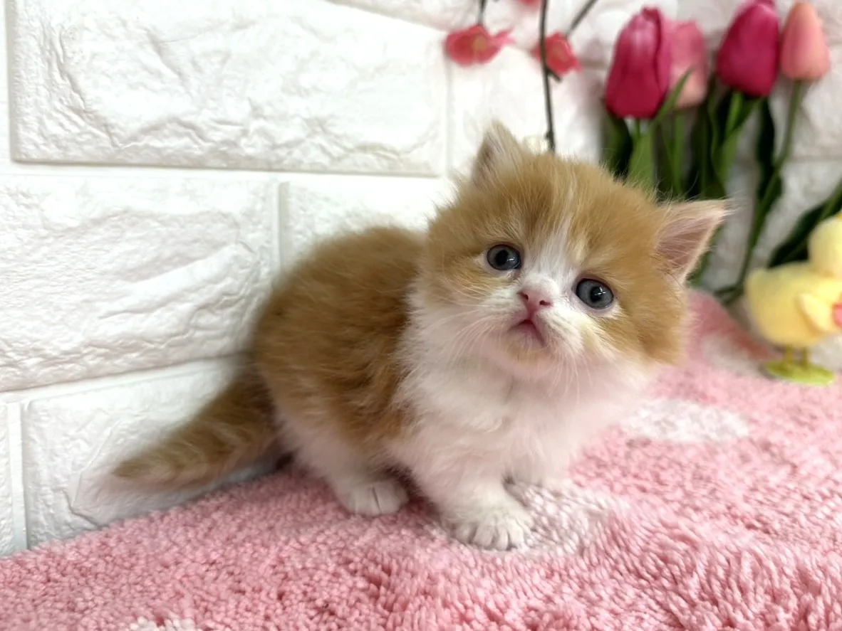 ★ミヌエット（短足）★メス★ No.3077