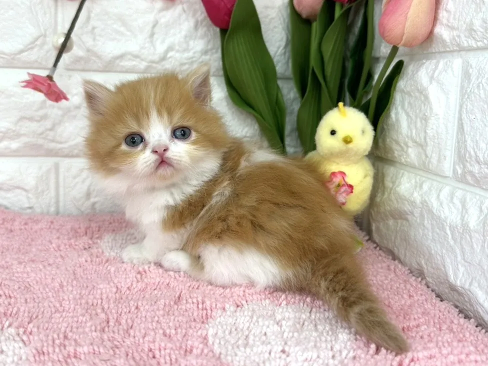 ★ミヌエット（短足）★メス★ No.3077