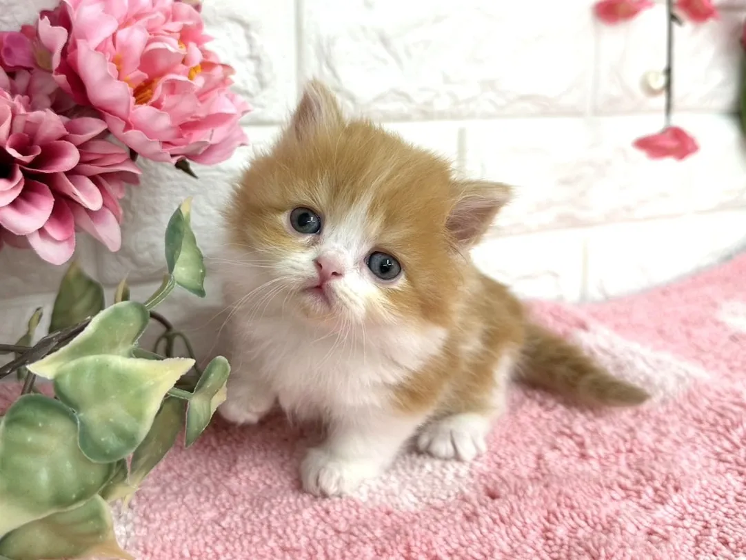 ★ミヌエット（短足）★メス★ No.3077