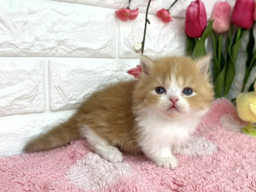 売約済★ミヌエット（短足）★オス★ No.3078