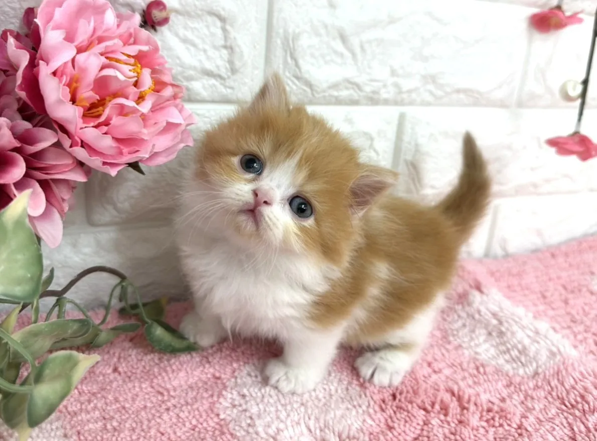 ★ミヌエット（短足）★メス★ No.3077